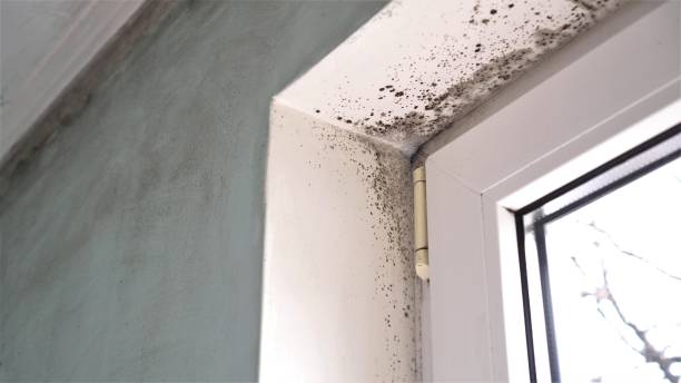 Trusted Lake Hiawatha, NJ Mold Remediation Experts