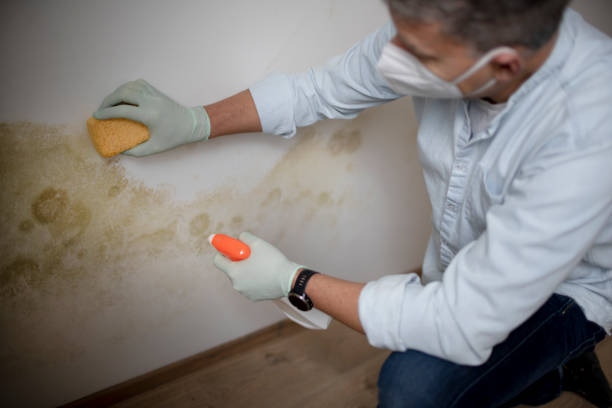 Best Post-Flood Mold Remediation in Lake Hiawatha, NJ