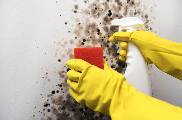 Best Basement Mold Remediation in Lake Hiawatha, NJ