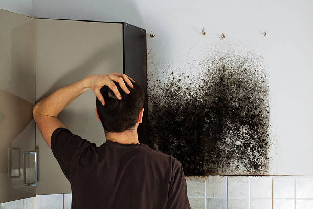 Best Attic Mold Remediation in Lake Hiawatha, NJ